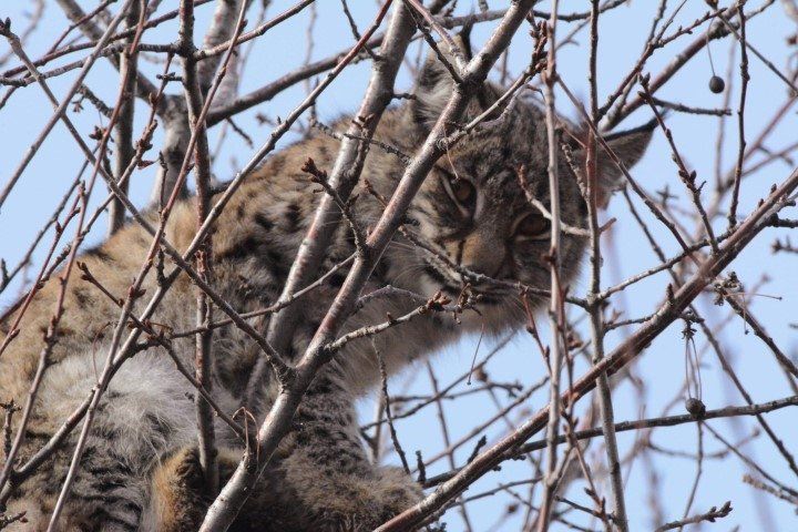 O bir kedi değil! Köye girdi önüne gelene saldırdı - 1