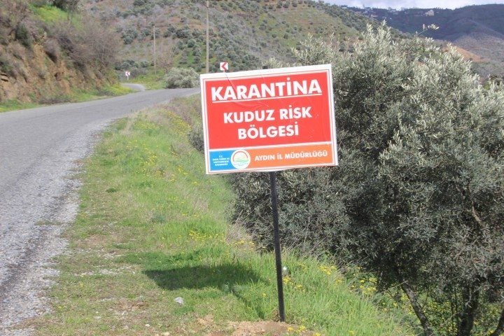 O bir kedi değil! Köye girdi önüne gelene saldırdı - 3