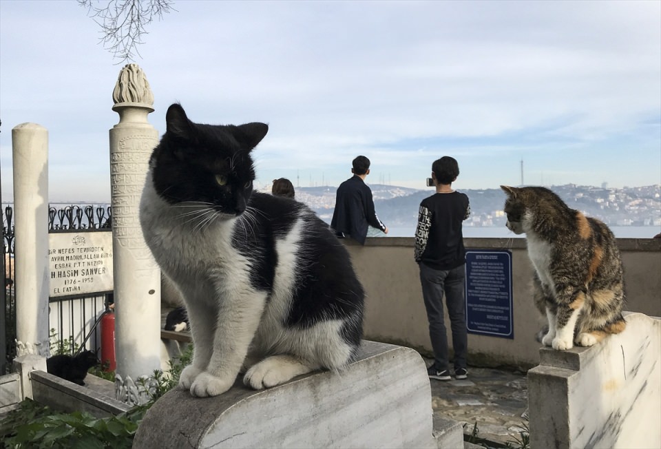 Şeyh Yahya Efendi Külliyesi'nin sevimli ev sahipleri - 1