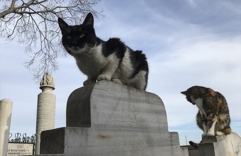 Şeyh Yahya Efendi Külliyesi'nin sevimli ev sahipleri - 2
