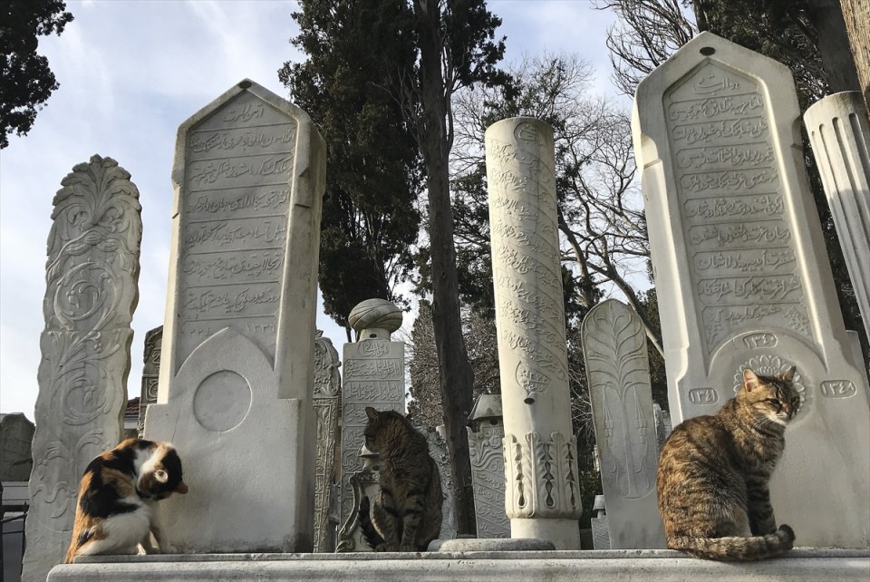 Şeyh Yahya Efendi Külliyesi'nin sevimli ev sahipleri - 3