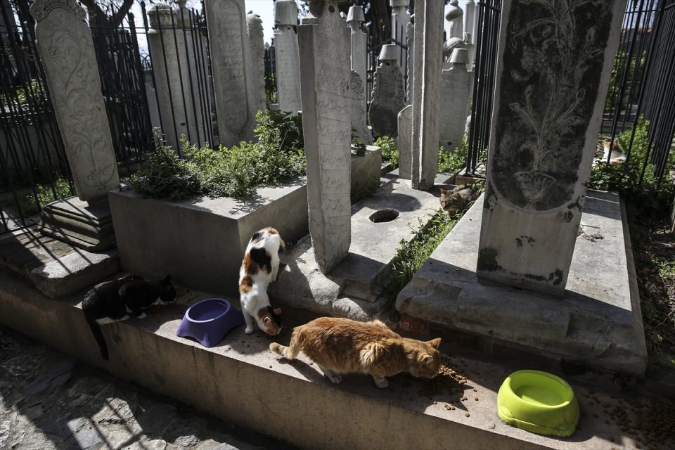 Şeyh Yahya Efendi Külliyesi'nin sevimli ev sahipleri - 4