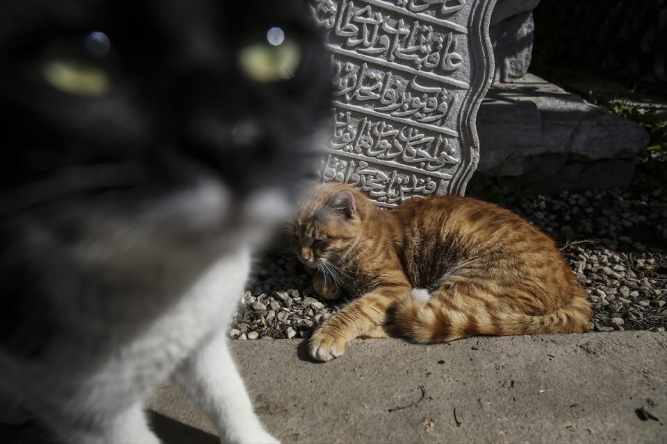 Şeyh Yahya Efendi Külliyesi'nin sevimli ev sahipleri - 5