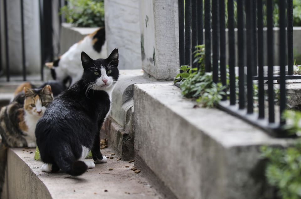Şeyh Yahya Efendi Külliyesi'nin sevimli ev sahipleri - 6