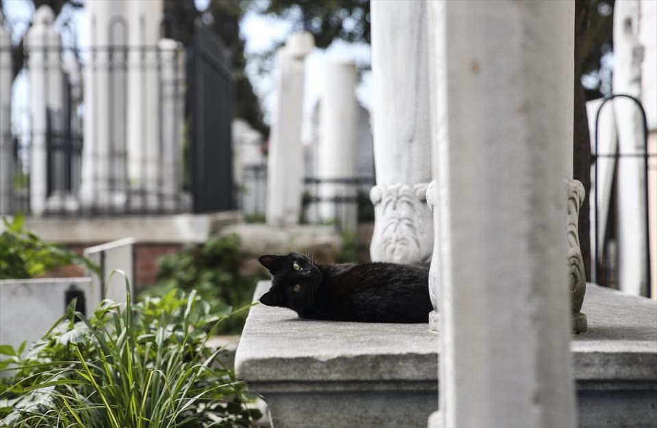 Şeyh Yahya Efendi Külliyesi'nin sevimli ev sahipleri - 0