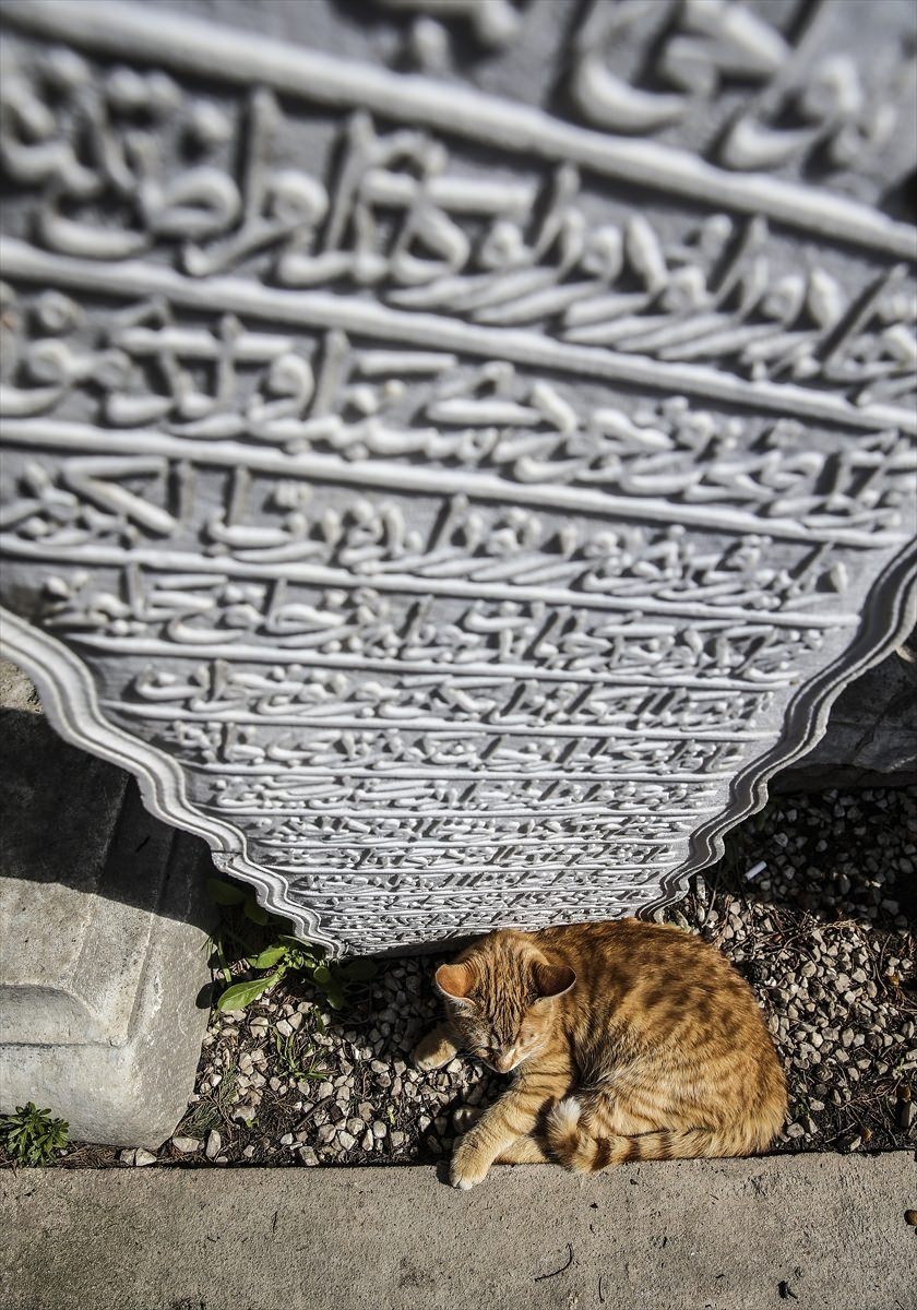 Şeyh Yahya Efendi Külliyesi'nin sevimli ev sahipleri - 0