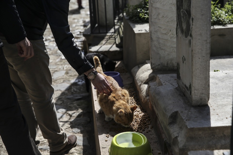 Şeyh Yahya Efendi Külliyesi'nin sevimli ev sahipleri - 0
