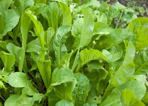 Rokanın yararları saymakla bitmiyor - 10