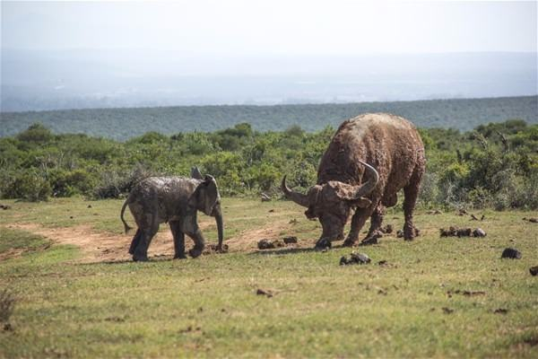 Yavru filin zor anları... - 1