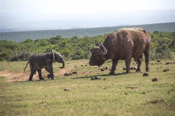 Yavru filin zor anları... - 3