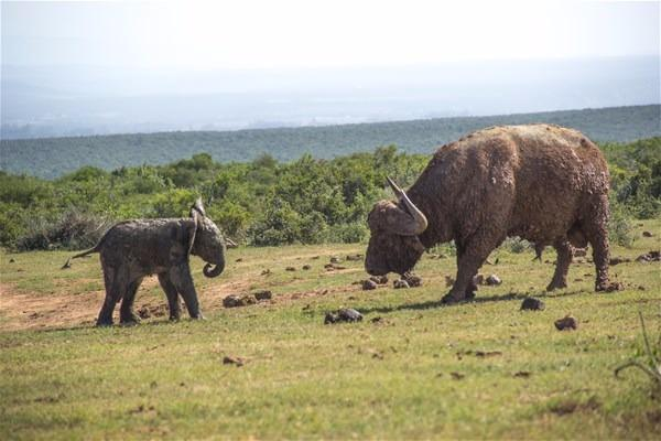 Yavru filin zor anları... - 4