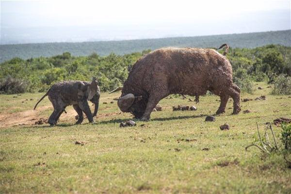 Yavru filin zor anları... - 5