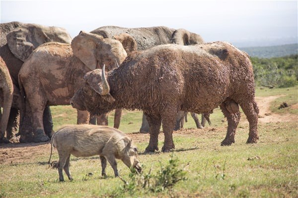 Yavru filin zor anları... - 14