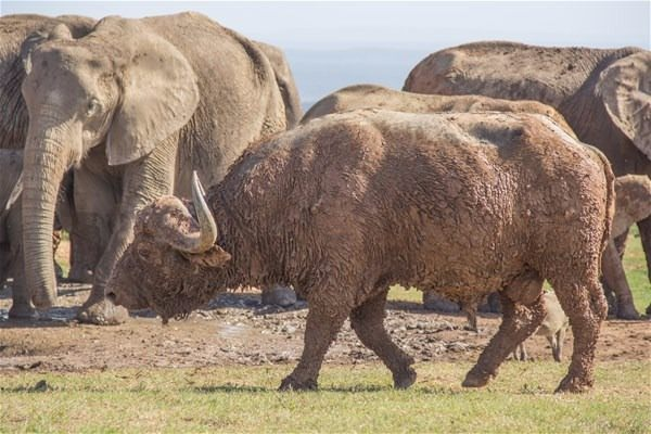 Yavru filin zor anları... - 15