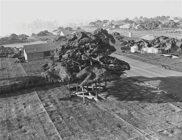 Akılalmaz taktik! Savaş uçakları görmesin diye... - 7