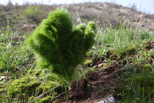 Bu ota ulaşmak için 10 kilometre yürüyorlar! - 3