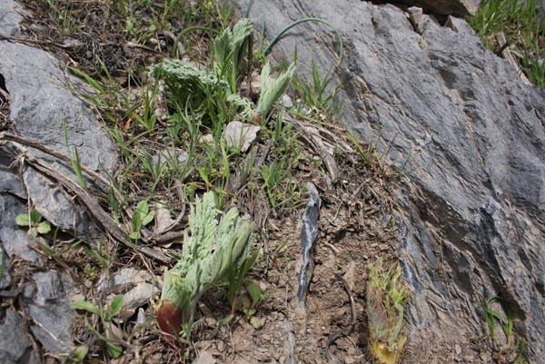 Bu ota ulaşmak için 10 kilometre yürüyorlar! - 4