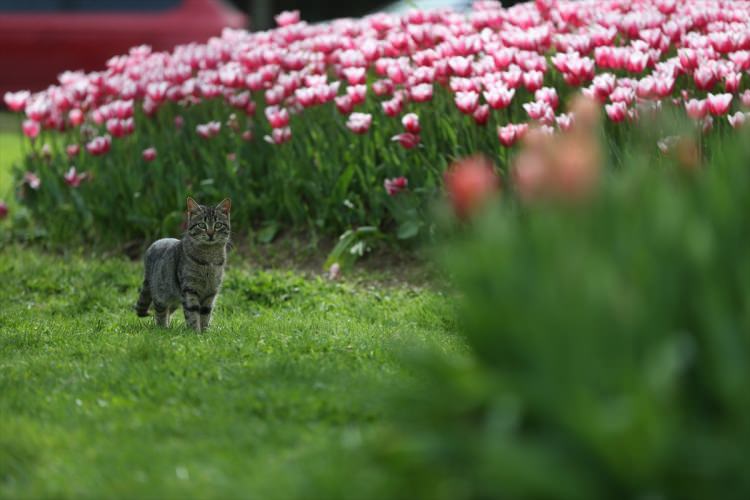 Bursa, 5 milyon çiçekle renklendi - 2