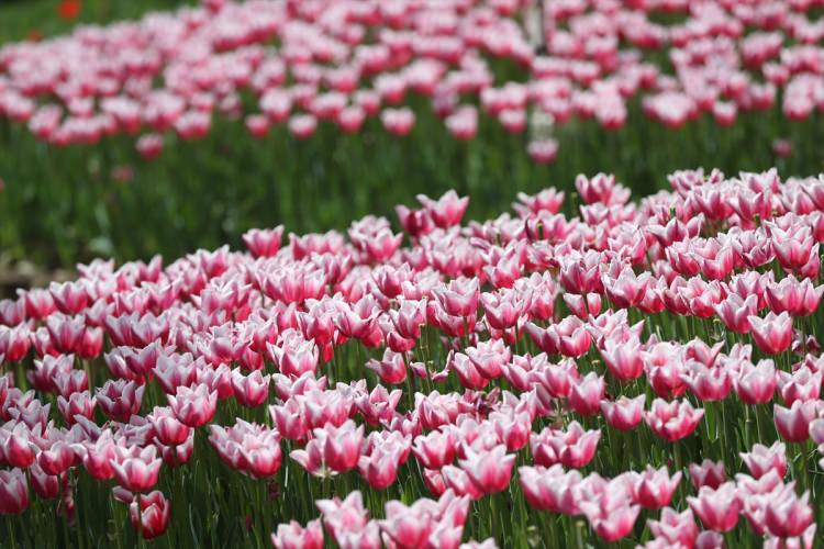 Bursa, 5 milyon çiçekle renklendi - 3