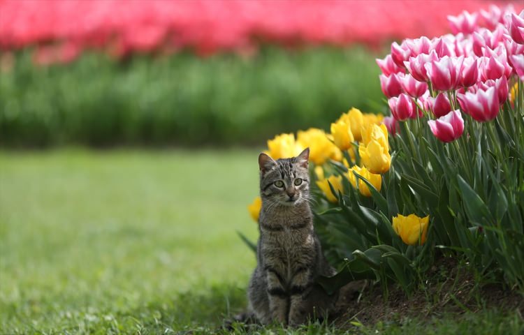 Bursa, 5 milyon çiçekle renklendi - 4