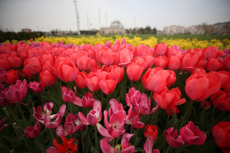 Bursa, 5 milyon çiçekle renklendi - 5