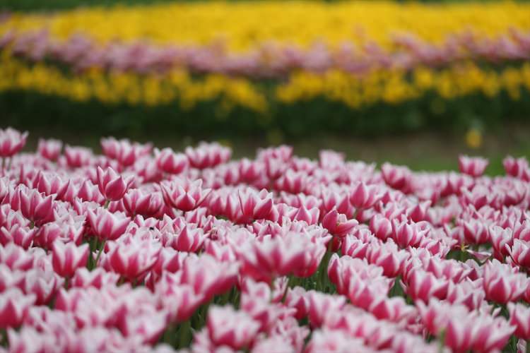 Bursa, 5 milyon çiçekle renklendi - 7