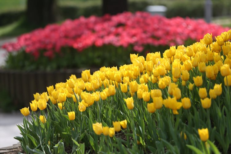 Bursa, 5 milyon çiçekle renklendi - 8