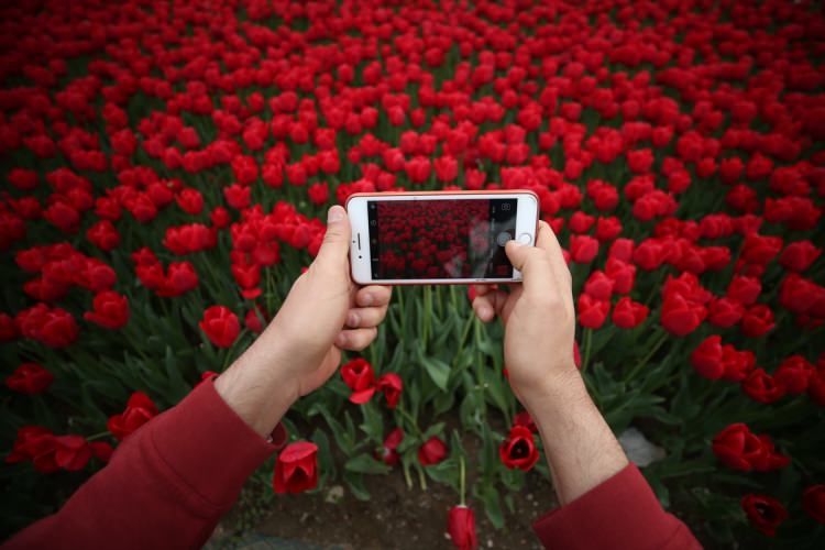 Bursa, 5 milyon çiçekle renklendi - 10