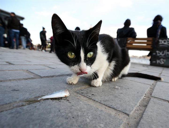 İstanbul'un asıl müdavimleri - 1
