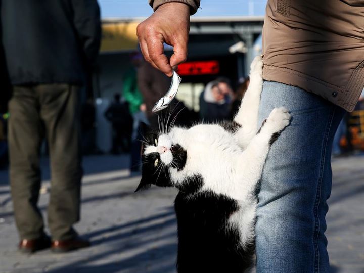 İstanbul'un asıl müdavimleri - 2