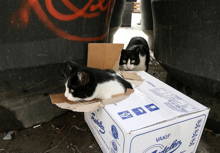 İstanbul'un asıl müdavimleri - 3