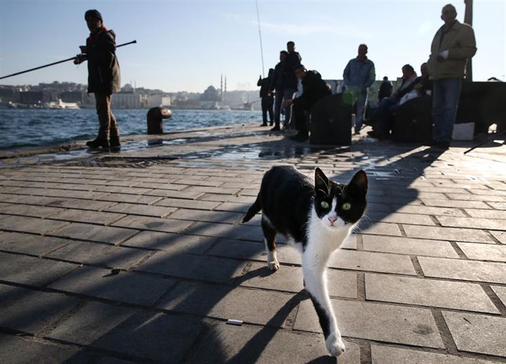 İstanbul'un asıl müdavimleri - 7