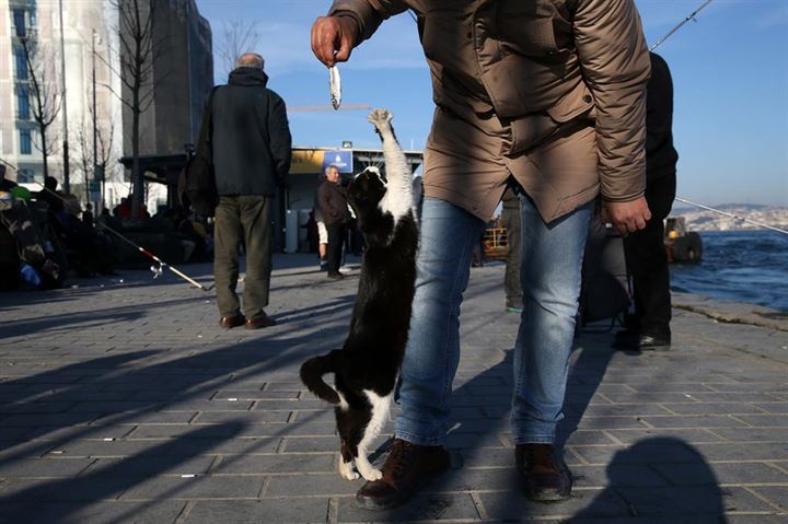 İstanbul'un asıl müdavimleri - 13