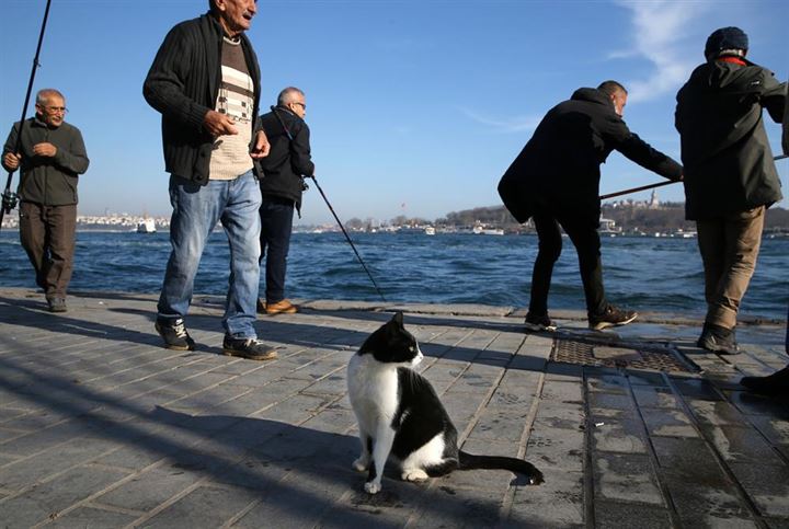 İstanbul'un asıl müdavimleri - 16