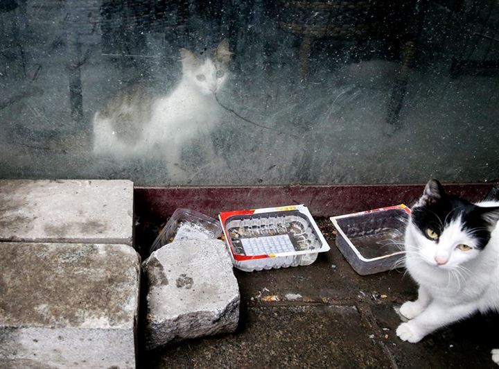 İstanbul'un asıl müdavimleri - 18