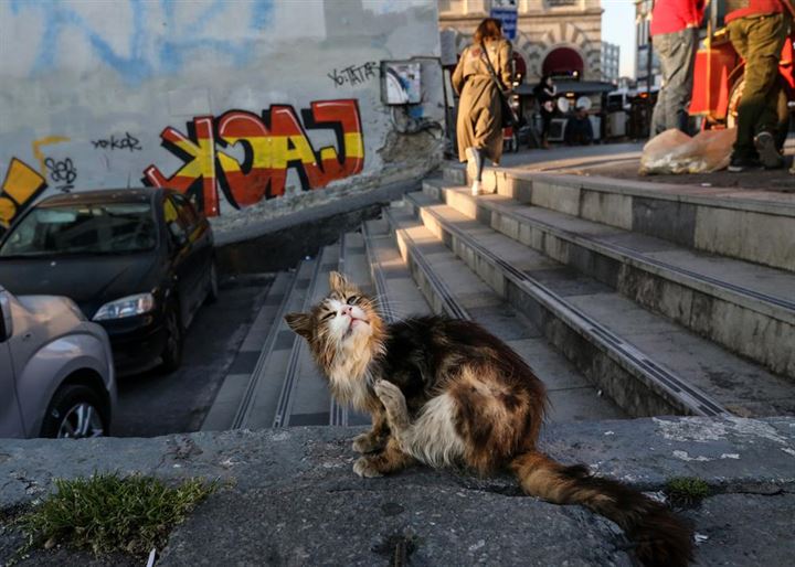 İstanbul'un asıl müdavimleri - 23