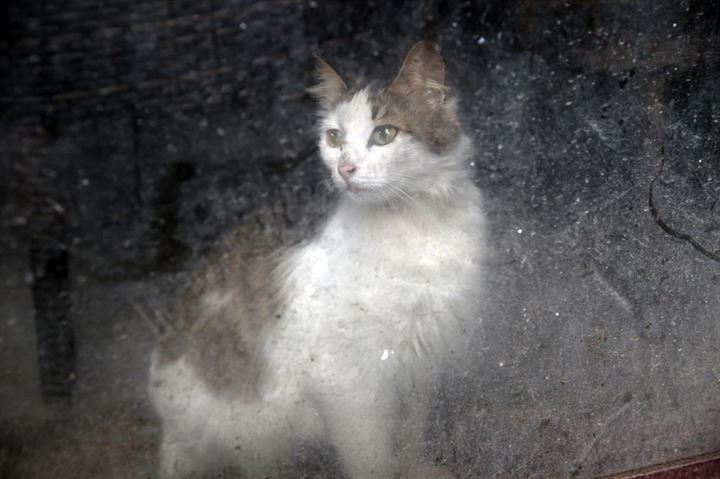 İstanbul'un asıl müdavimleri - 24