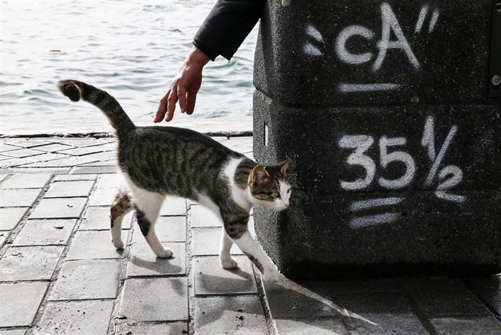 İstanbul'un asıl müdavimleri - 25