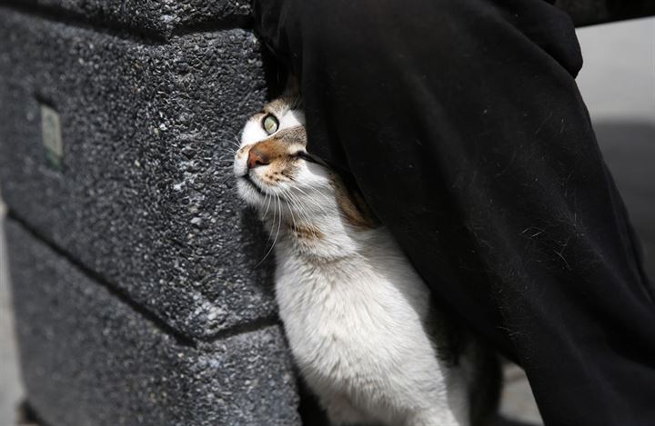 İstanbul'un asıl müdavimleri - 26