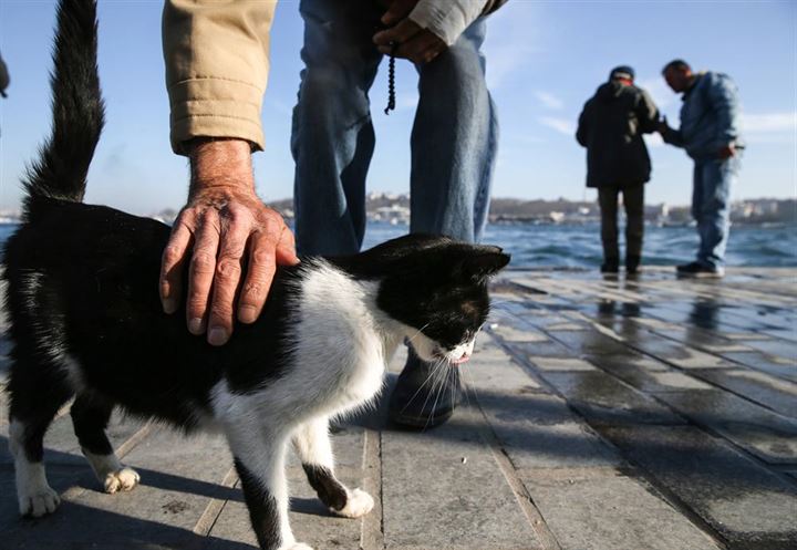 İstanbul'un asıl müdavimleri - 27