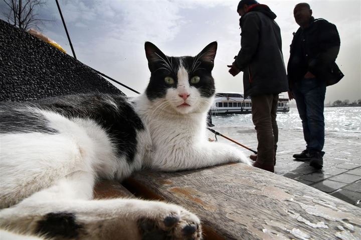 İstanbul'un asıl müdavimleri - 29