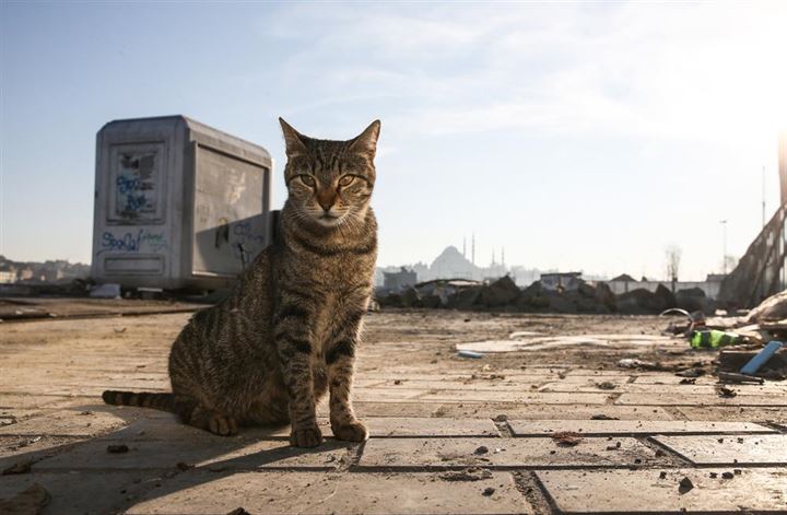 İstanbul'un asıl müdavimleri - 31