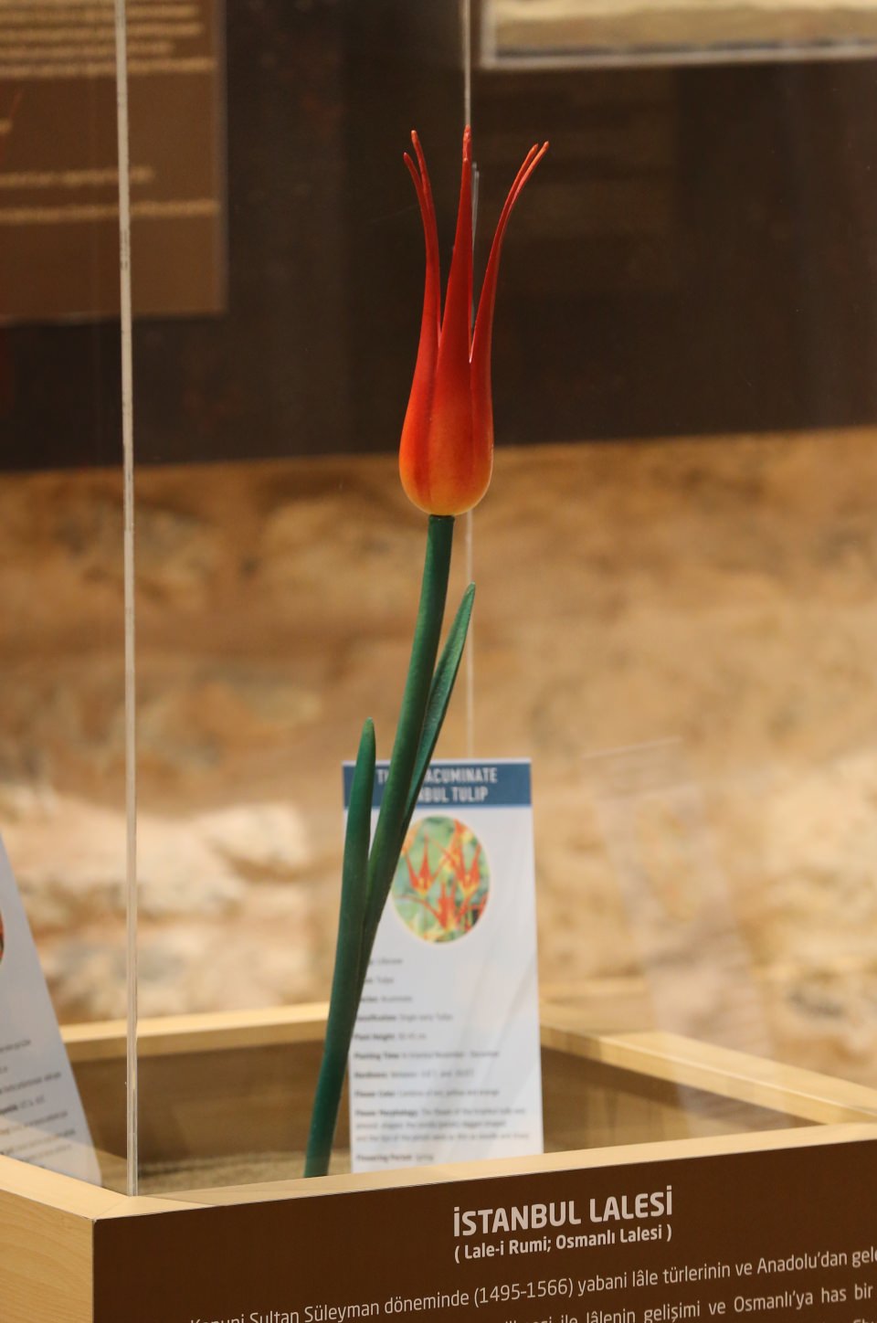 Türklerin dünyaya hediye ettiği hazine: lale - 13