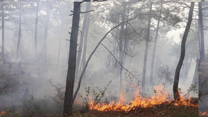 1 hektarlık orman kül oldu - 1