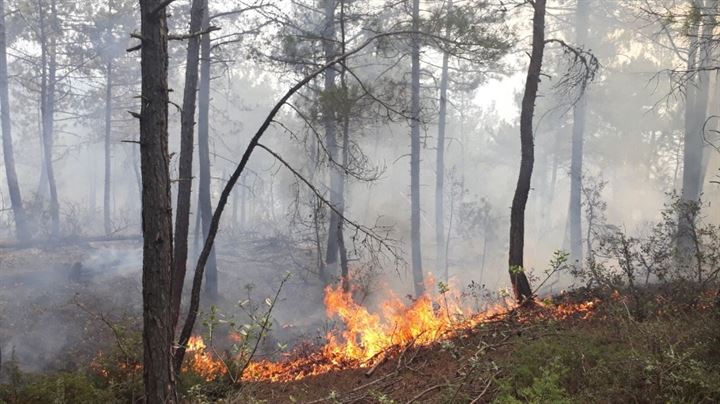 1 hektarlık orman kül oldu - 2