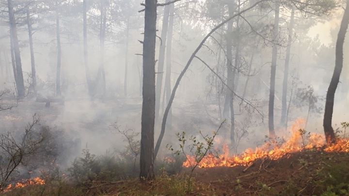 1 hektarlık orman kül oldu - 3