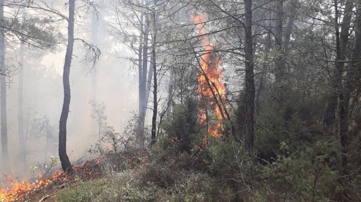 1 hektarlık orman kül oldu - 4
