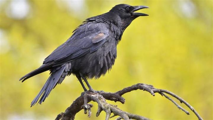 Kargalar ölen karga için bakın ne yapıyor? - 2