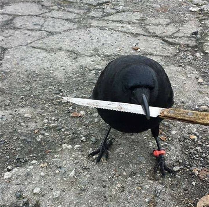 Kargalar ölen karga için bakın ne yapıyor? - 7