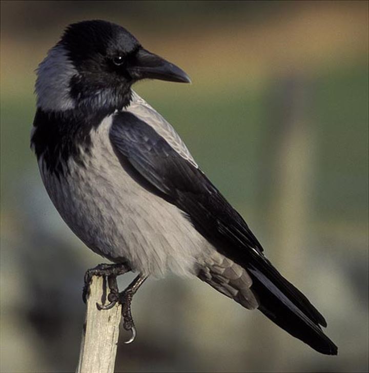 Kargalar ölen karga için bakın ne yapıyor? - 11